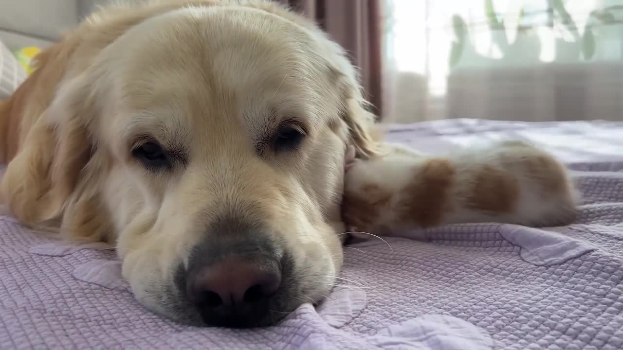 Tiny Kitten Demands Attention from Golden Retriever [Cuteness Overload]