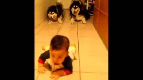 Gif video of baby crawling with dogs