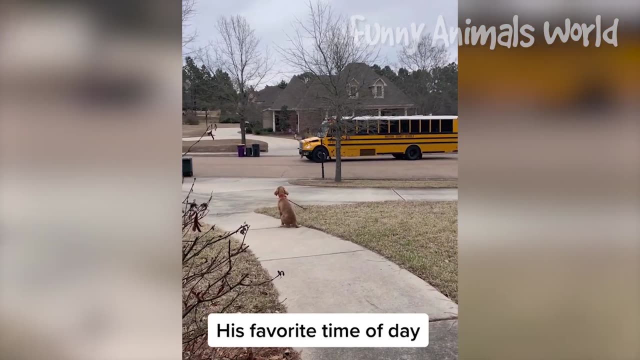 Funny Animal 2023