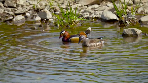 Ducks present in water