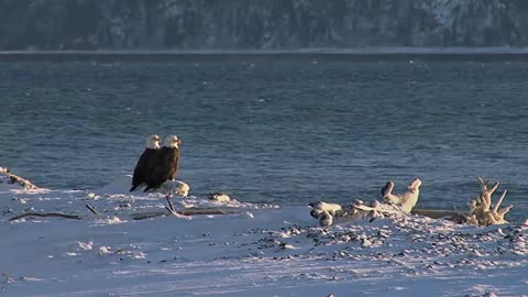 Bald Eagle: America’s Fursona