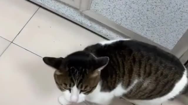 Fetch the cat home for me