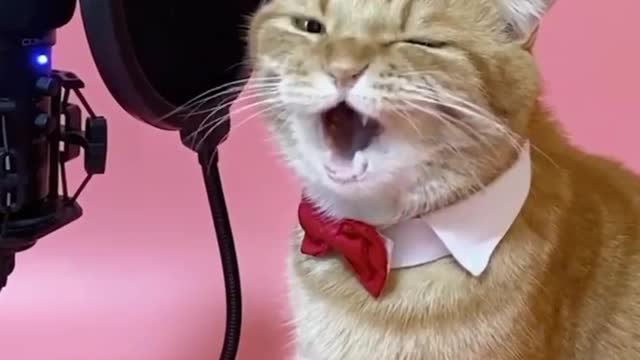 singing cat