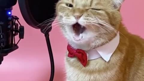 singing cat