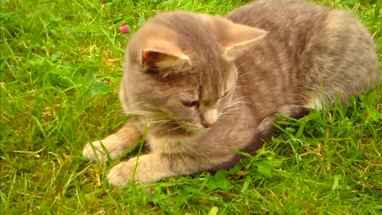 Cute cat lies in the meadow and listens to the birds