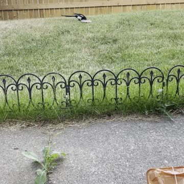 A magpie bird takes its food away