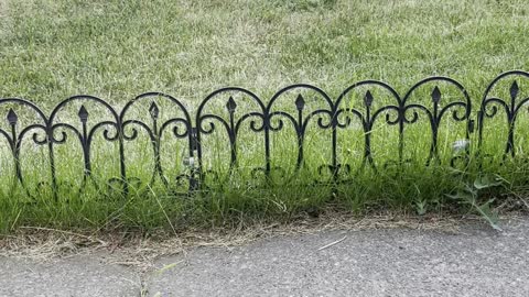 A magpie bird takes its food away