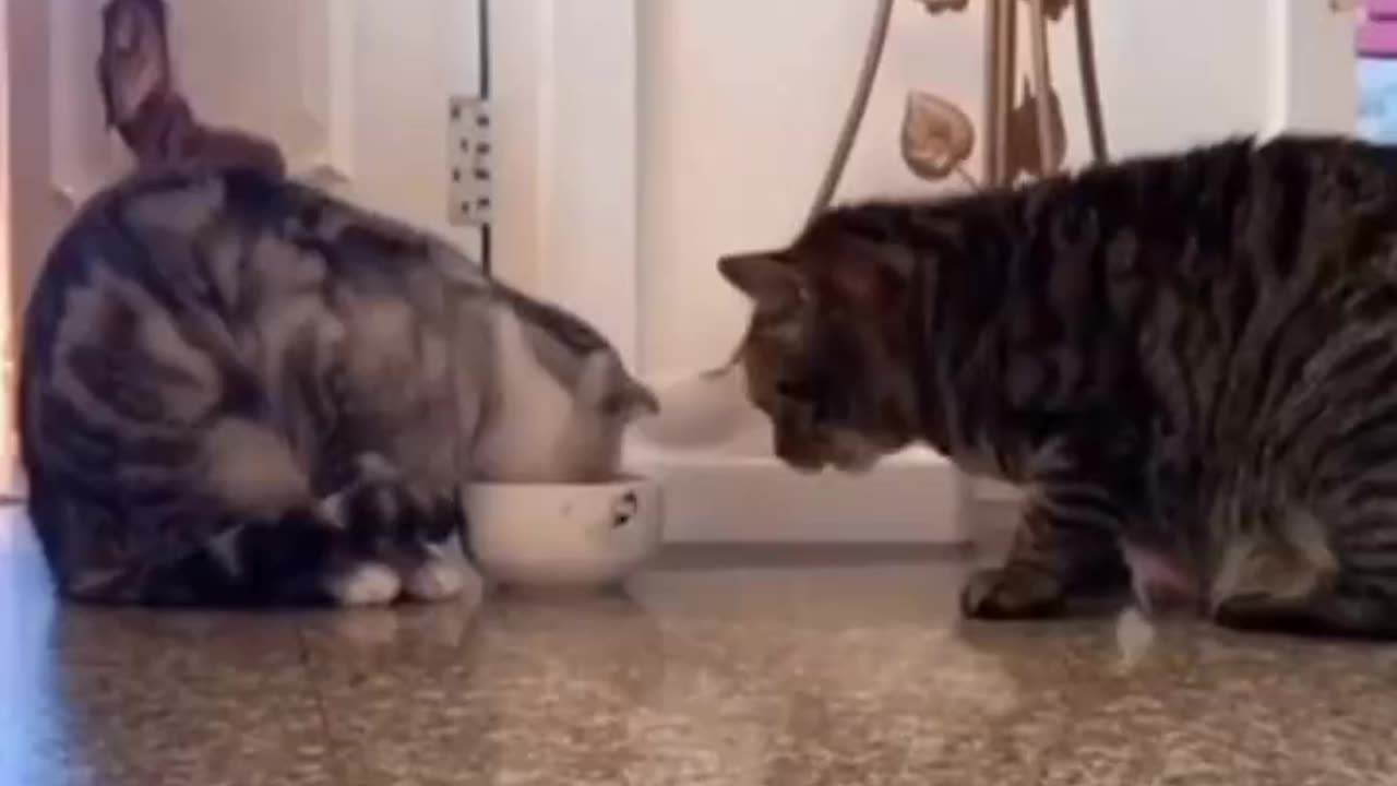 Cat food sharing wait for end🔥 #short