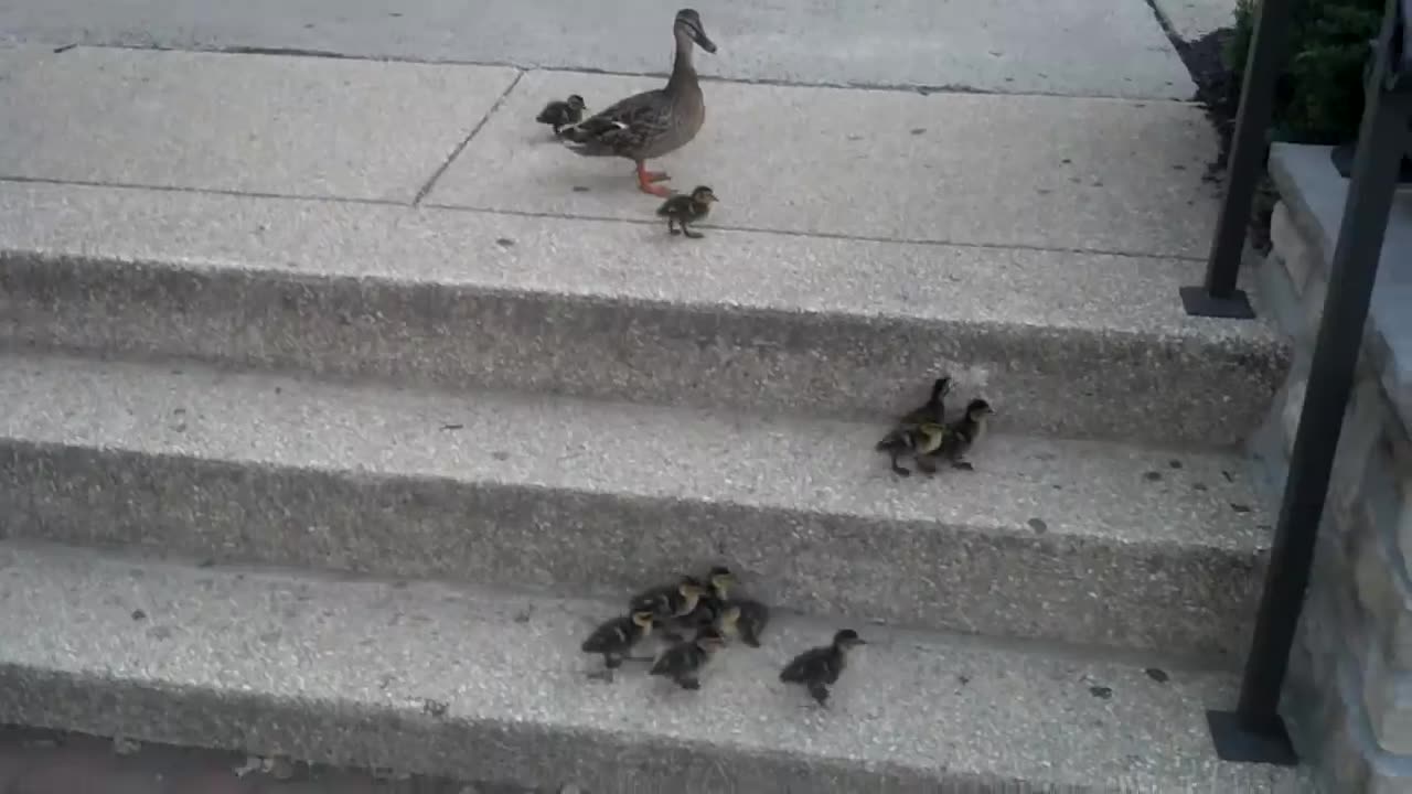 Ducklings vs Stairs