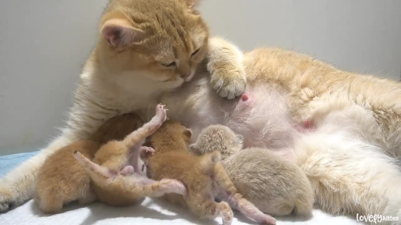 Mother cat Samel and active baby kittens