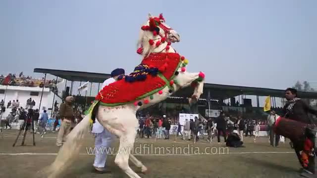 Horse dancing to the rhythm of dhol- Only in India_Cut