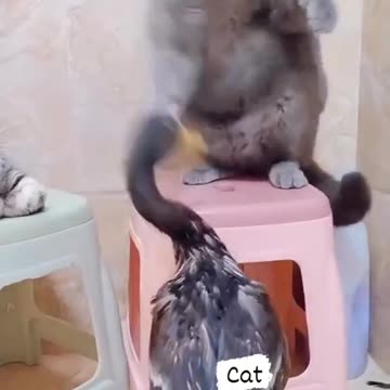 Funny Cat Fight