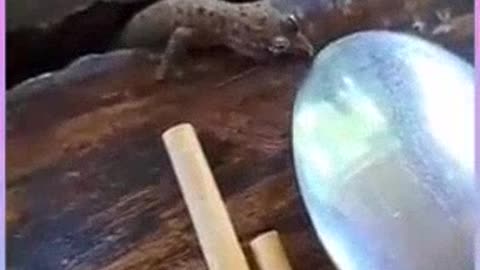 Lizard with spoon