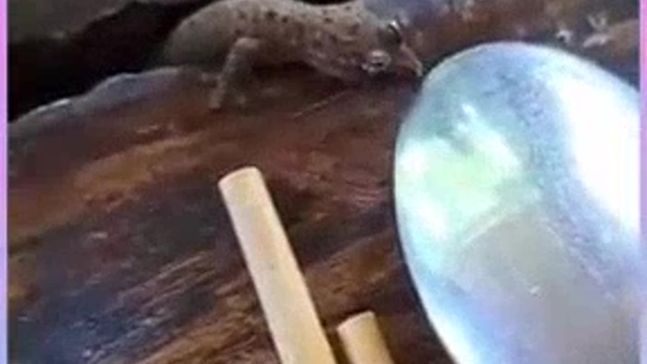 Lizard with spoon