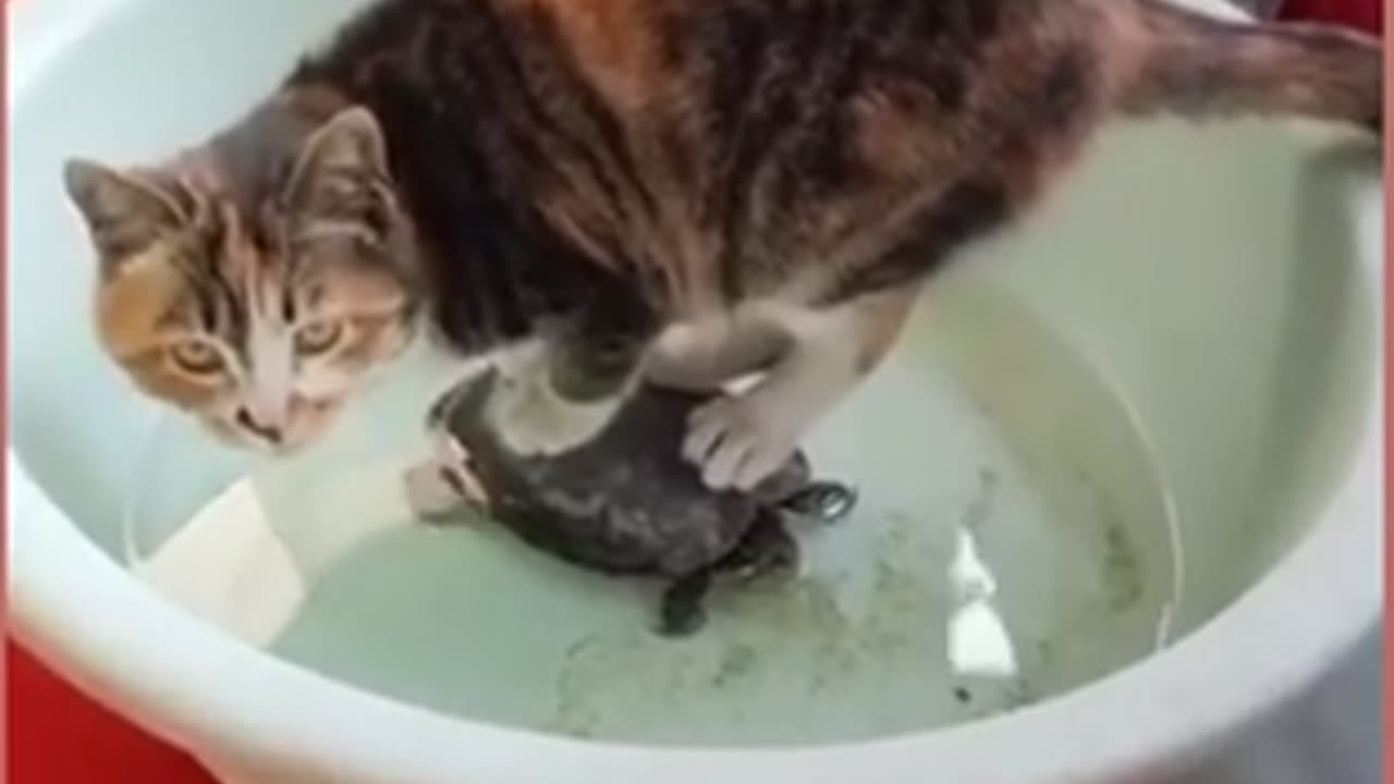 So funny smart cat