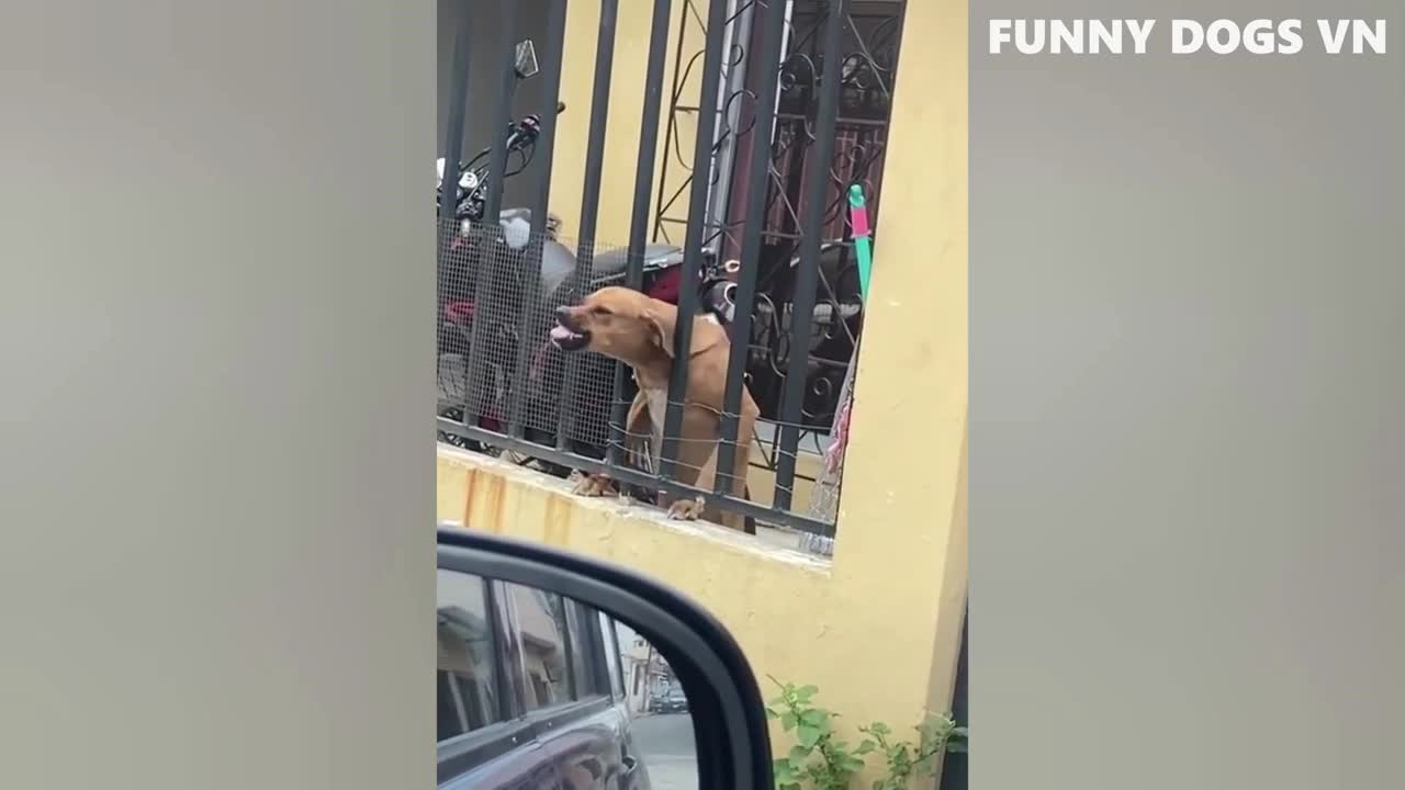 Funniest Animal Videos - Don't try to laugh 2022