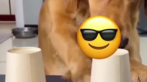 😂🚨Funny dogs and cats 🚨😂