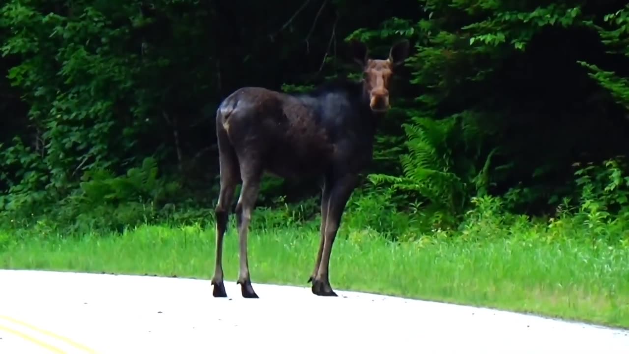 Moose on the Loose