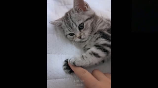 Aww 🥰 Cute Pets that Will 100% Make You Day Better 💗_2