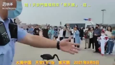 20210905 哇！天安門廣場飛來「黑天鵝」，這 ...