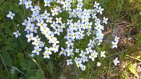 Wildflowers