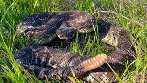 A Southern Pacific Rattlesnake Giving POV a Warning Sign That He’s About Ready to Strike