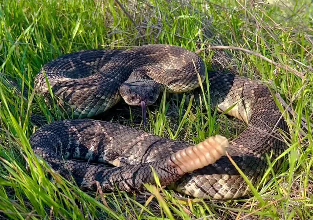A Southern Pacific Rattlesnake Giving POV a Warning Sign That He’s About Ready to Strike