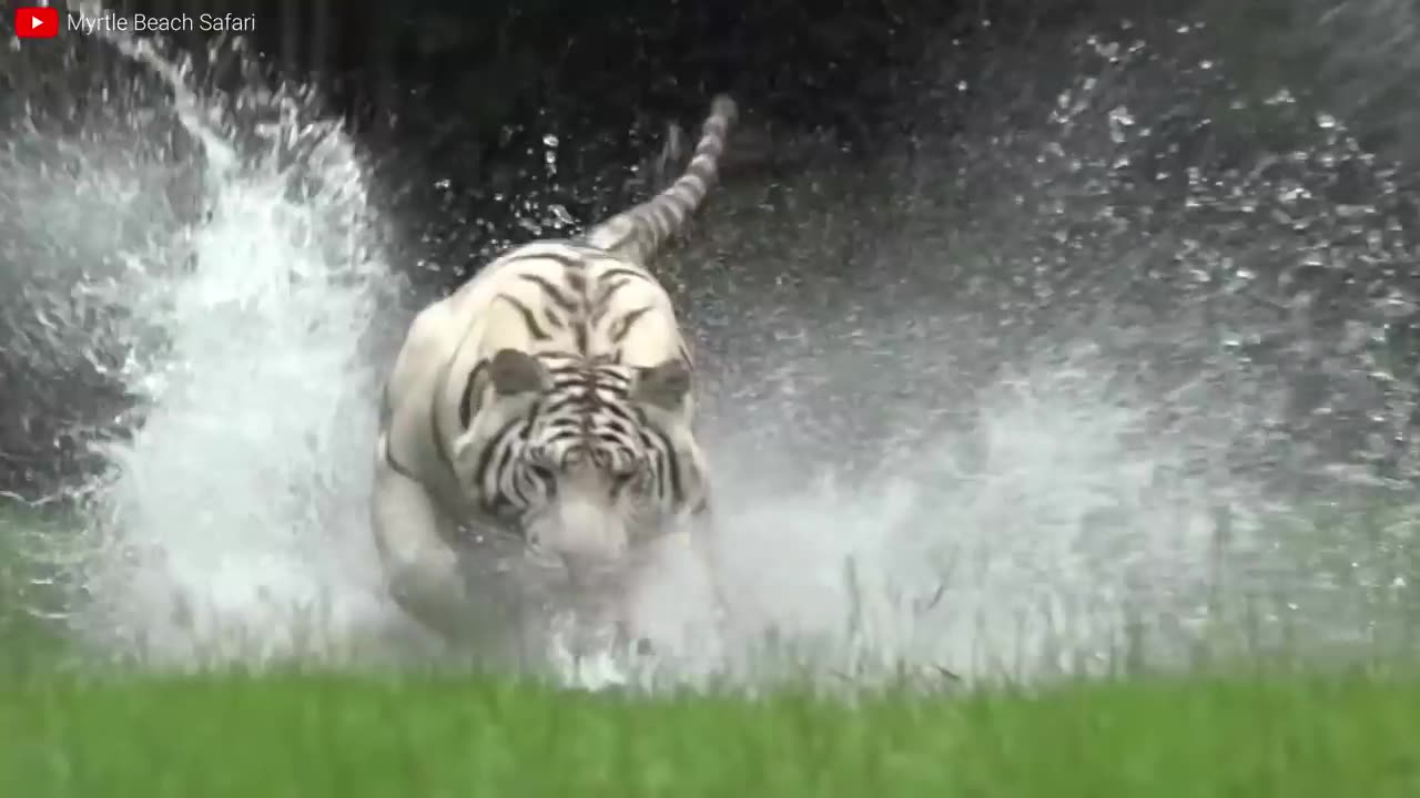 Lion vs tiger fight