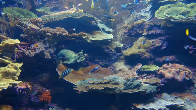 The beauty of the ocean floor is amazing