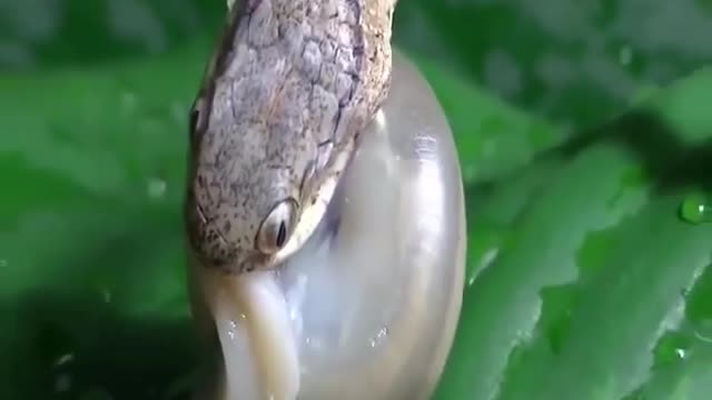 The snakes attack the snail and then surprise