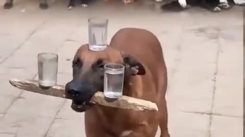 Clever dog