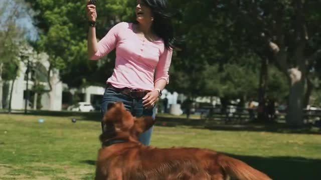 How would you describe the boy's personality in the story of A Dark Brown Dog?