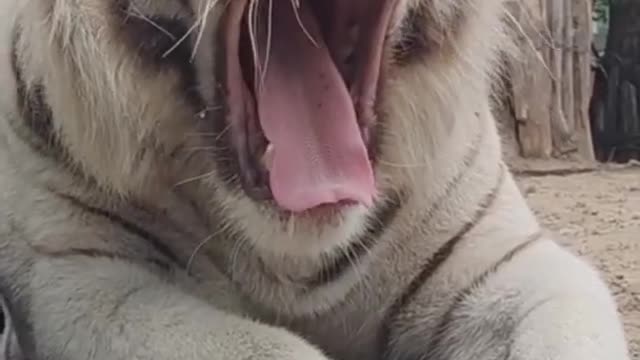 The tiger attitude next level