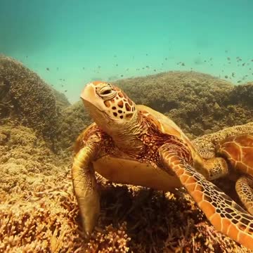 Tortoise In The Land Water #Tortoise_In_The_Land_Water#animals_Nuture #tortoise #Tortoise
