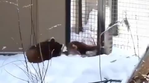 Red Pandas Playing Together in the Snow #shorts #viral #shortsvideo #video