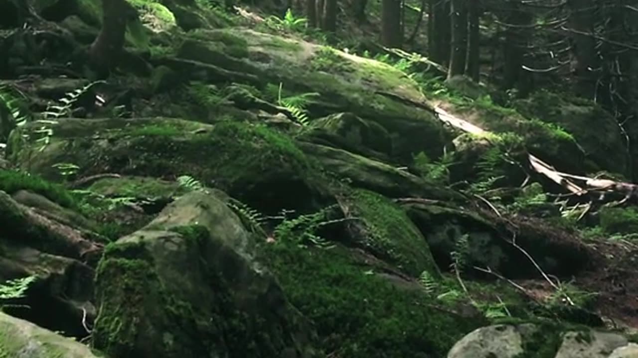 #nature with beautiful nature sound,#nature,#peace
