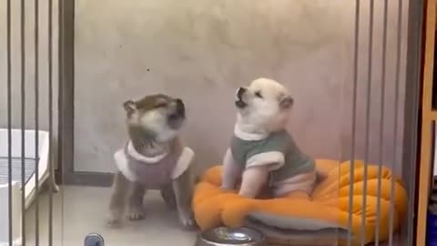 Puppy Argument