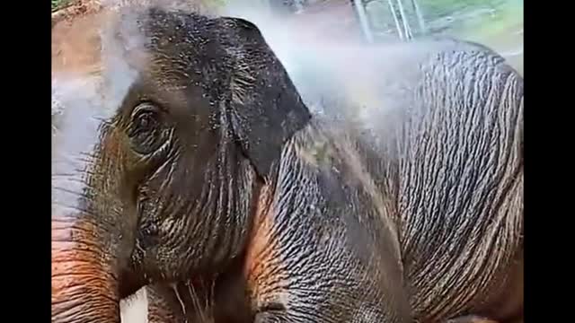 The elephant was covered with mud and was being bathed