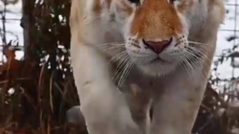 Tigger is a Golden Tabby Tiger -
