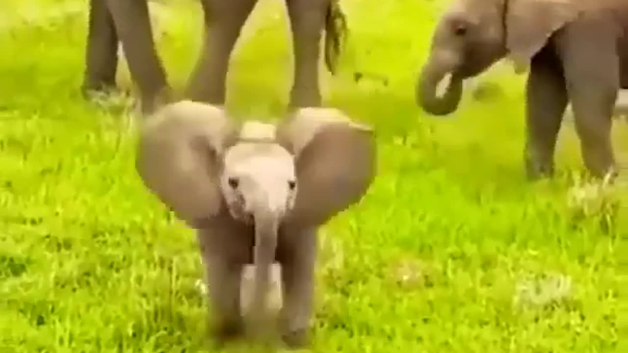 Elephant baby movement