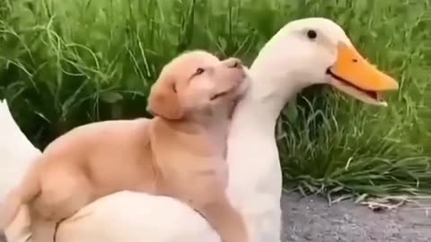 Friendship between dog and bird