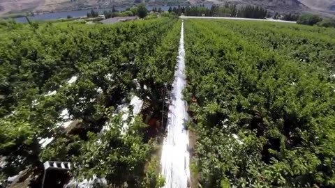 Cherries Harvest by hand and Harvest by machine - Cherry sorting and packaging Factory