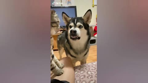 Funniest animals videos - funny dogs and cats - try not to laugh animals 2022