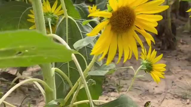 I love sunflowers.