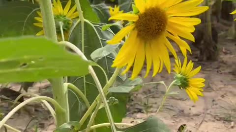 I love sunflowers.