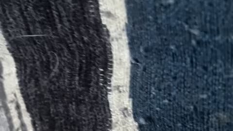 Sneaky Freezes When Spotted