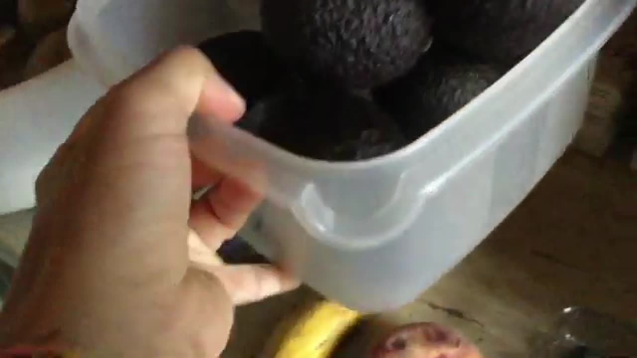 The Secret Properties of this Mushroom They don't Want You to Know
