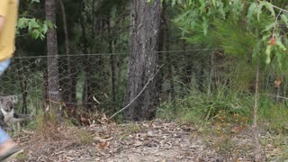 Cute Koala Rescue