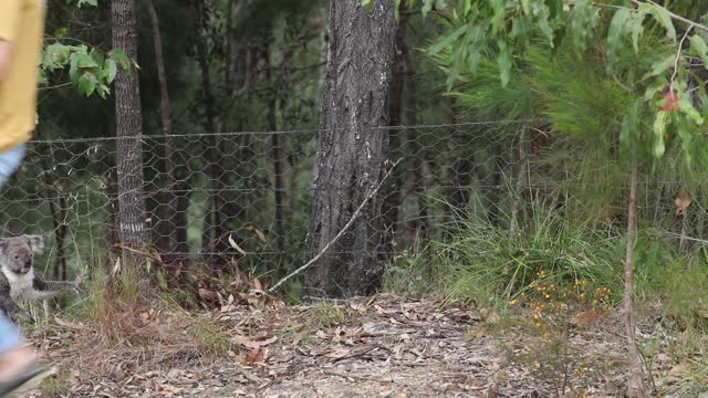 Cute Koala Rescue