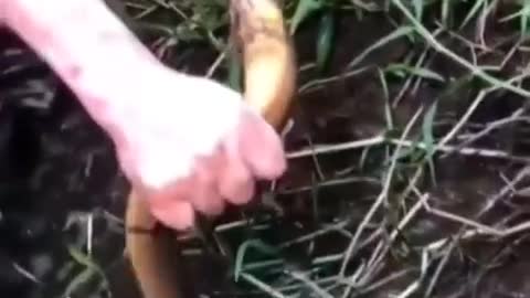 This is a beautiful and charming water-dwelling species